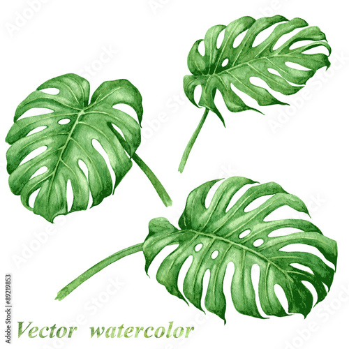 Set of watercolor tropical plants  leaves.