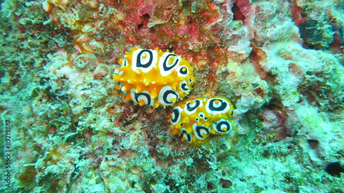 Two sea slugs, Mauritius. Indian Ocean 