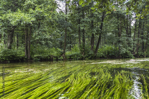 Kayaking on the Rospuda river, Poland