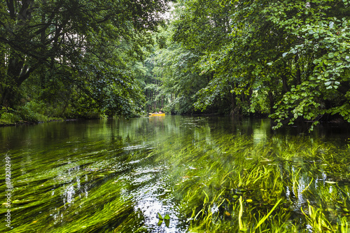 Fototapeta Naklejka Na Ścianę i Meble -  Kayaking on the Rospuda river, Poland