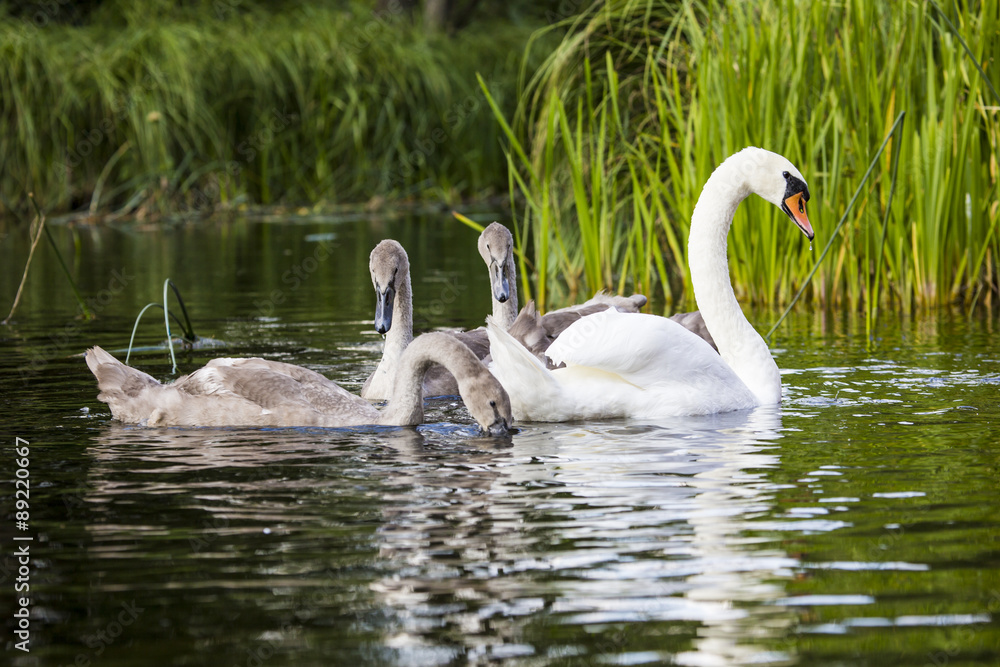 Young swans are swimming together in the Hancza River, Poland. Young swans are swimming together in the Hancza River, Poland.