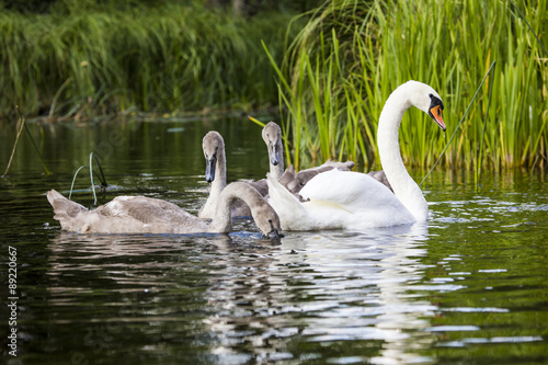 Young swans are swimming together in the Hancza River  Poland.