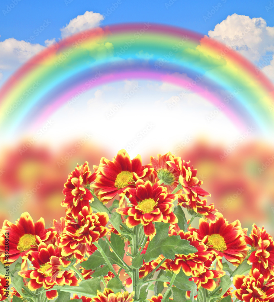 beautiful fresh red flower rainbow blue summer sky
