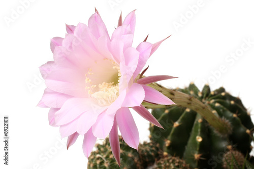 Queen of the Night Cactus (Selenicereus grandiflorus) photo