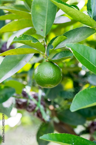 Wallpaper Mural Green lemon on tree Torontodigital.ca