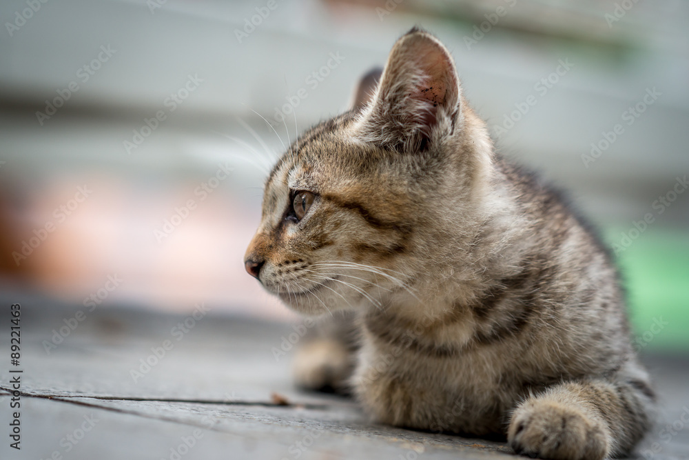 Naklejka premium リラックスする仔のらねこ