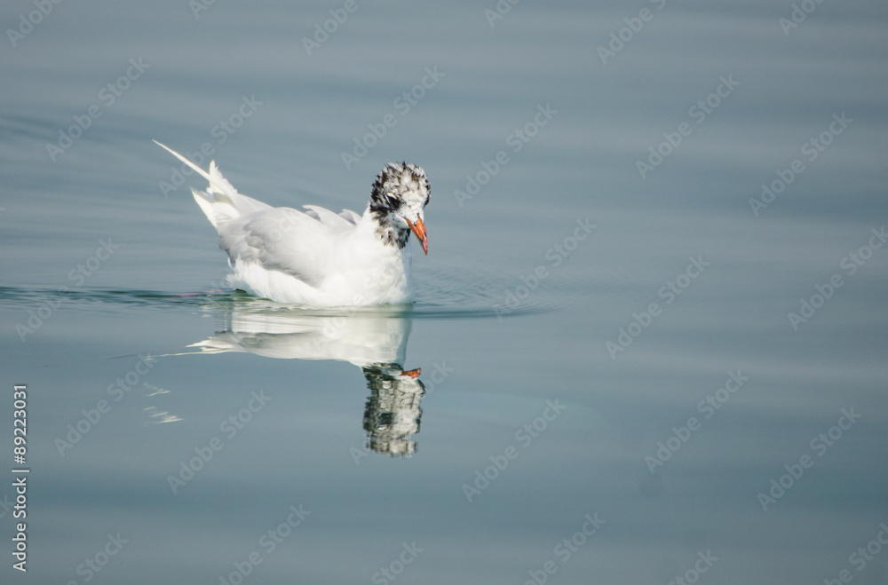 Möwe