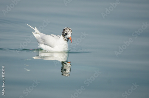 Möwe