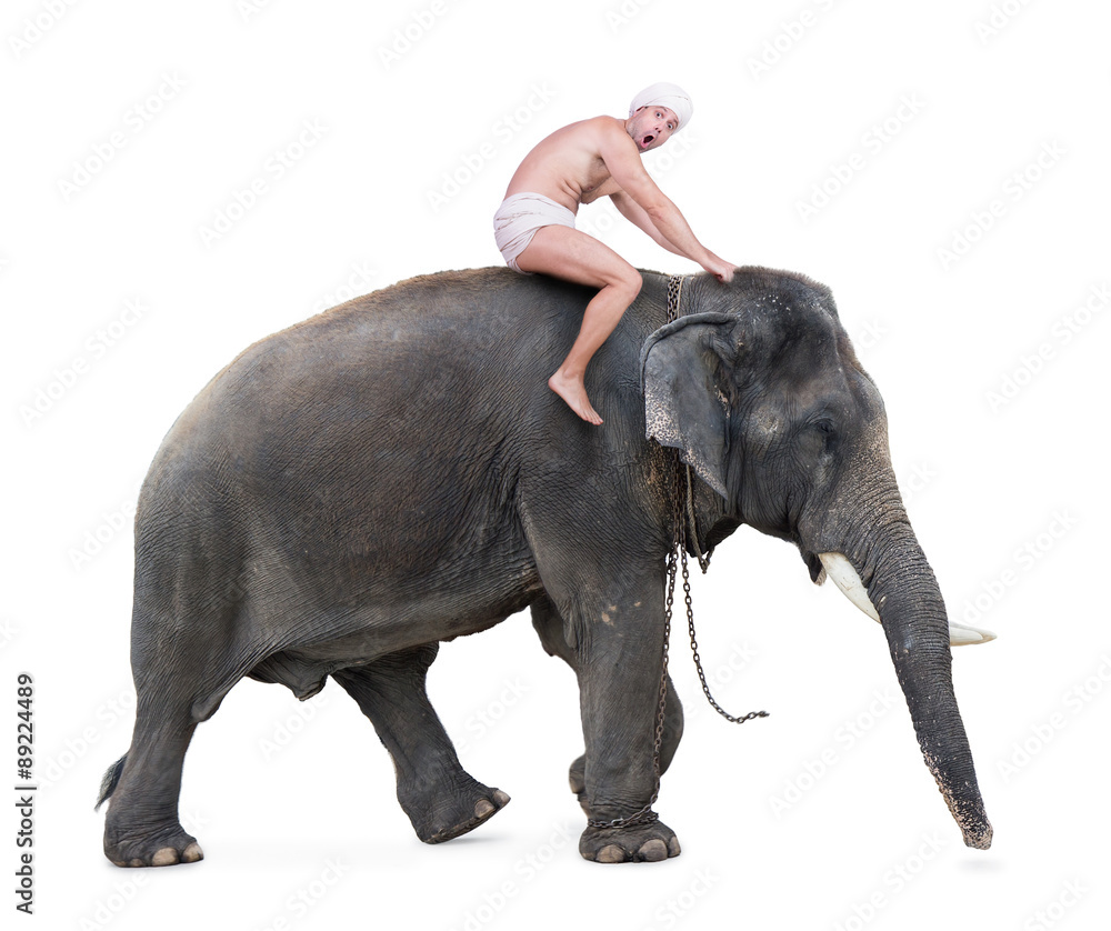 Fototapeta przerażony mahout jeździ na słoniu