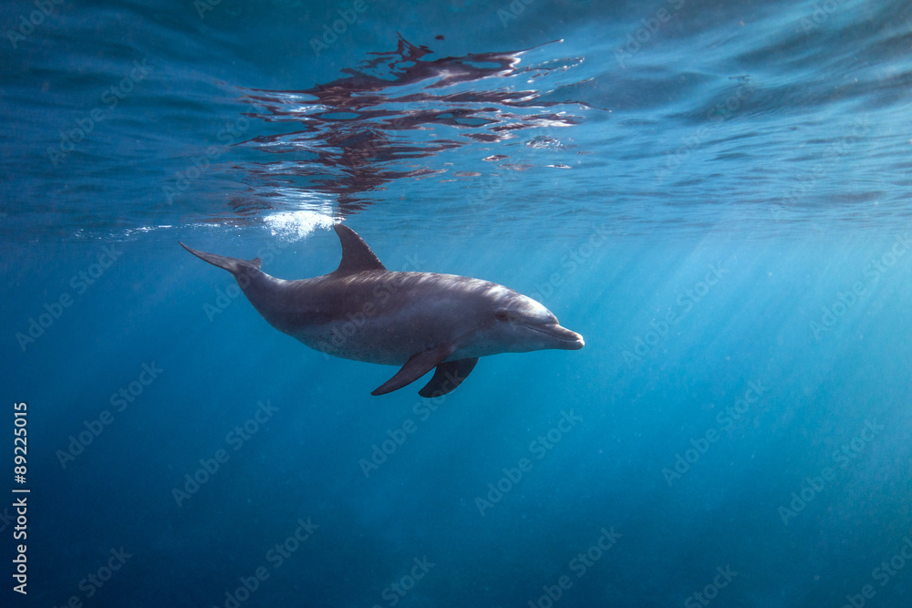 Naklejka premium Delfin powierzchniowy