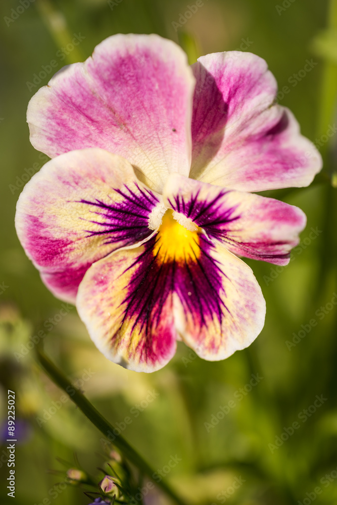 Fototapeta premium Purple Viola Tricolor Pansy flowers with natural Green background