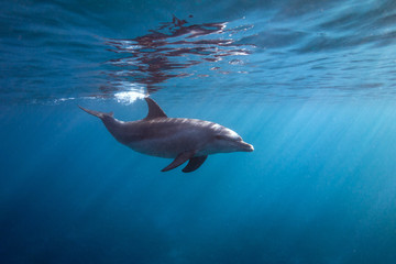 Fototapete Unterwasser Delfin taucht an Wasseroberfläche auf  © lancesagar