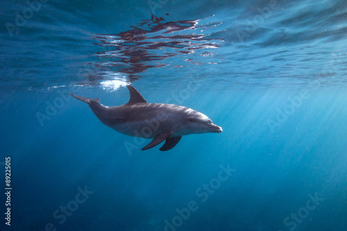 Surface dolphin © lancesagar