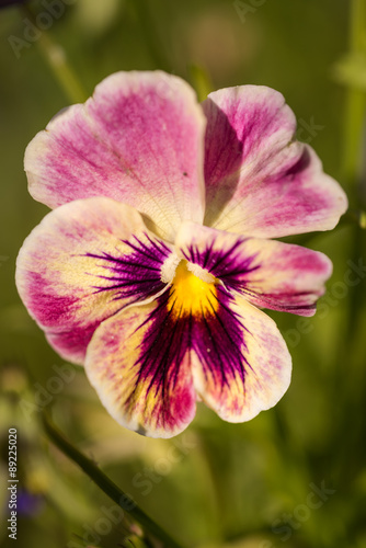 Purple Viola Tricolor Pansy flowers with natural Green background