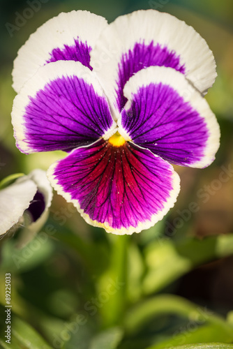 Fototapeta Naklejka Na Ścianę i Meble -  Purple Viola Tricolor Pansy flowers with natural Green background