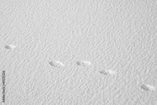 le tracce della lepre sulla neve photo