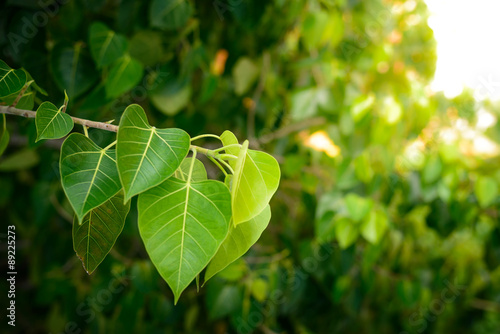 Bodhi or Peepal Leaf from the Bodhi tree photo