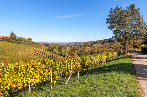 Hills and vineyads of Piedmont.