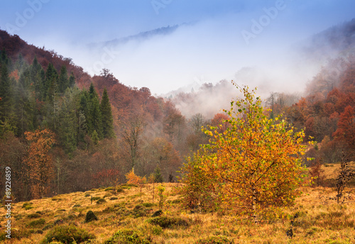 Landscape of mountain autumn with colorful and mist forest.