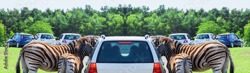 Canvas Print Mother and baby - Zebra on a car - Panorama