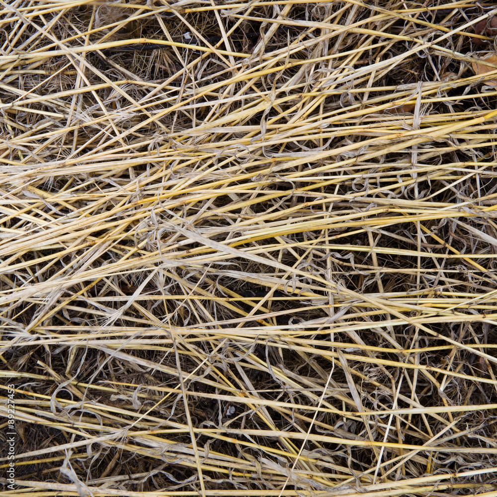 dry grass background