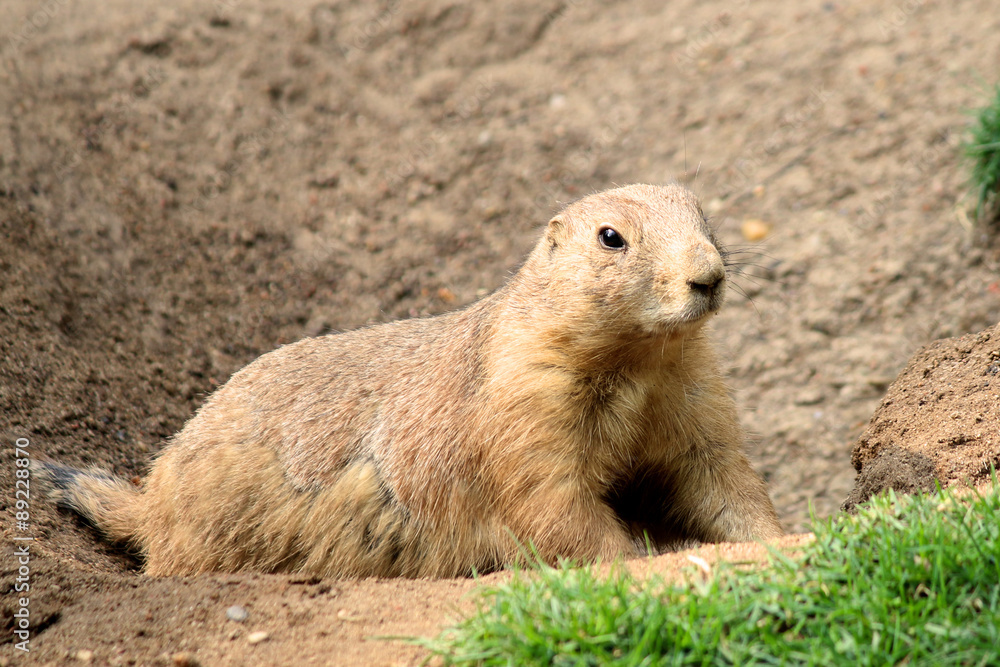 Black-tailed prairie dog Cynomys ludovicianus Black-tailed prairie dog Cynomys ludovicianus