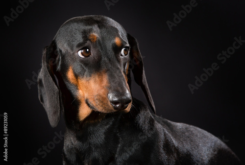 Shorthaired dachshund