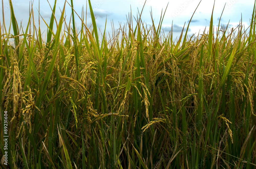 Green rice plant with blue sky. Green rice plant with blue sky.