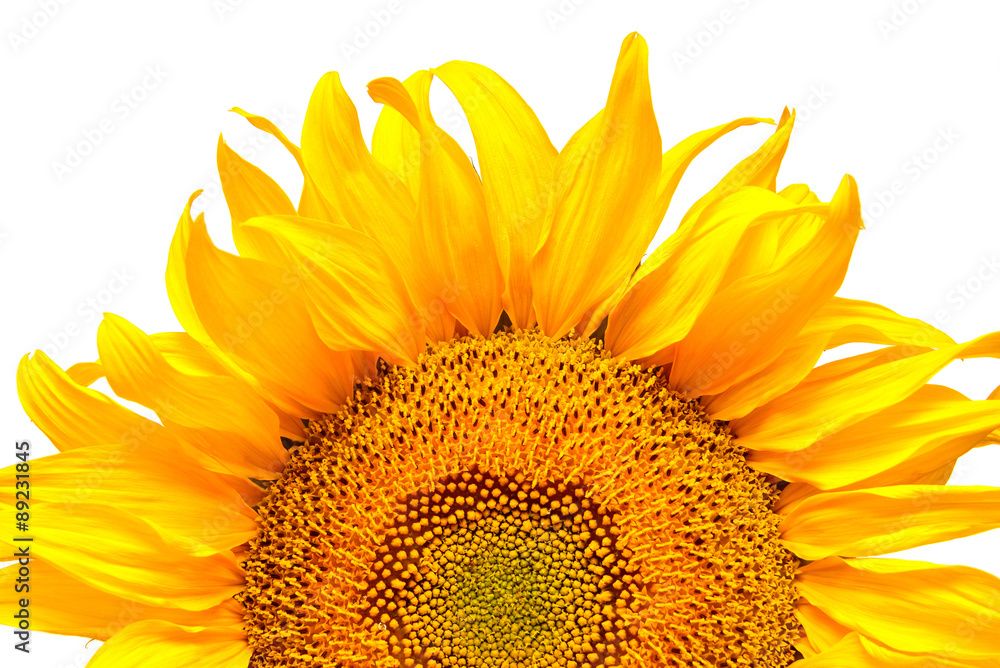 Naklejka premium Sunflower