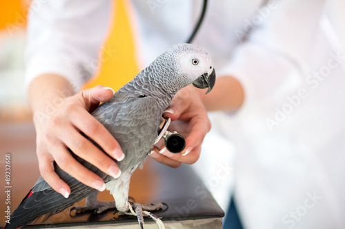 Examination of sick parrot with stethoscope at vet clinic photo