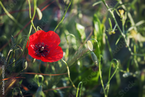 Red poppies