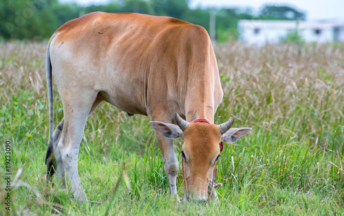 Brown cow in a meadow.