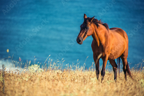 Fototapeta Naklejka Na Ścianę i Meble -  Wild horse in front of the sea at sunrise