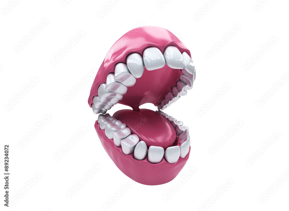 Naklejka premium Permanent teeth, adult dentition