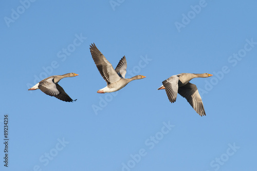 Greylag Geese in flight