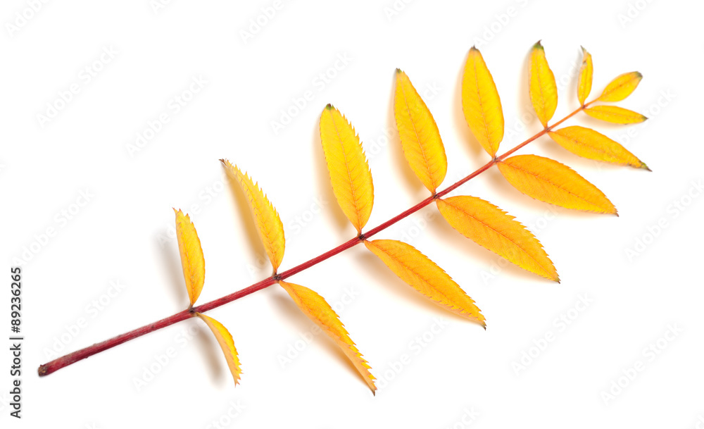 Yellow autumn rowan leaf Yellow autumn rowan leaf