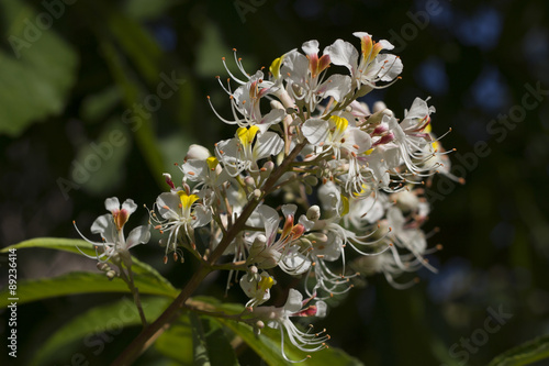 Flowers of an Indian horse chestnut tree photo