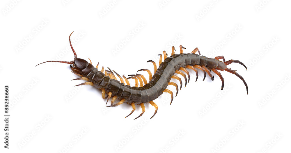 closeup of one brown centipede on white background closeup of one brown centipede on white background