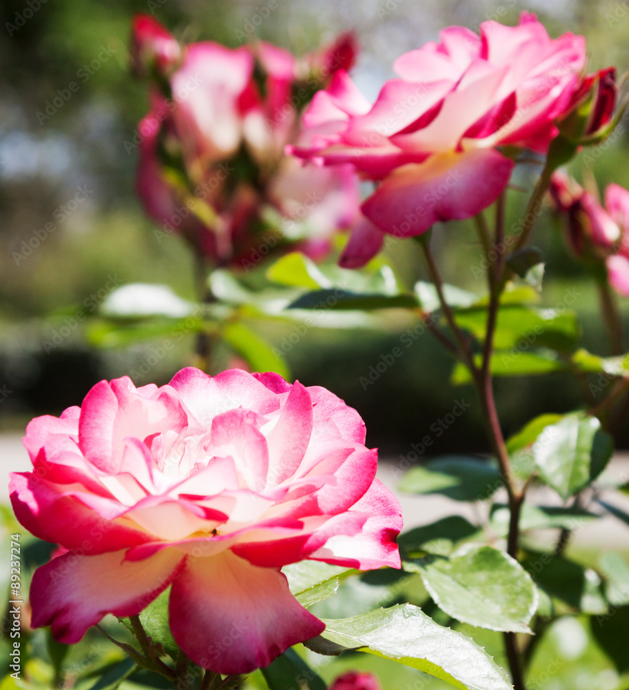 Roses park Roses park