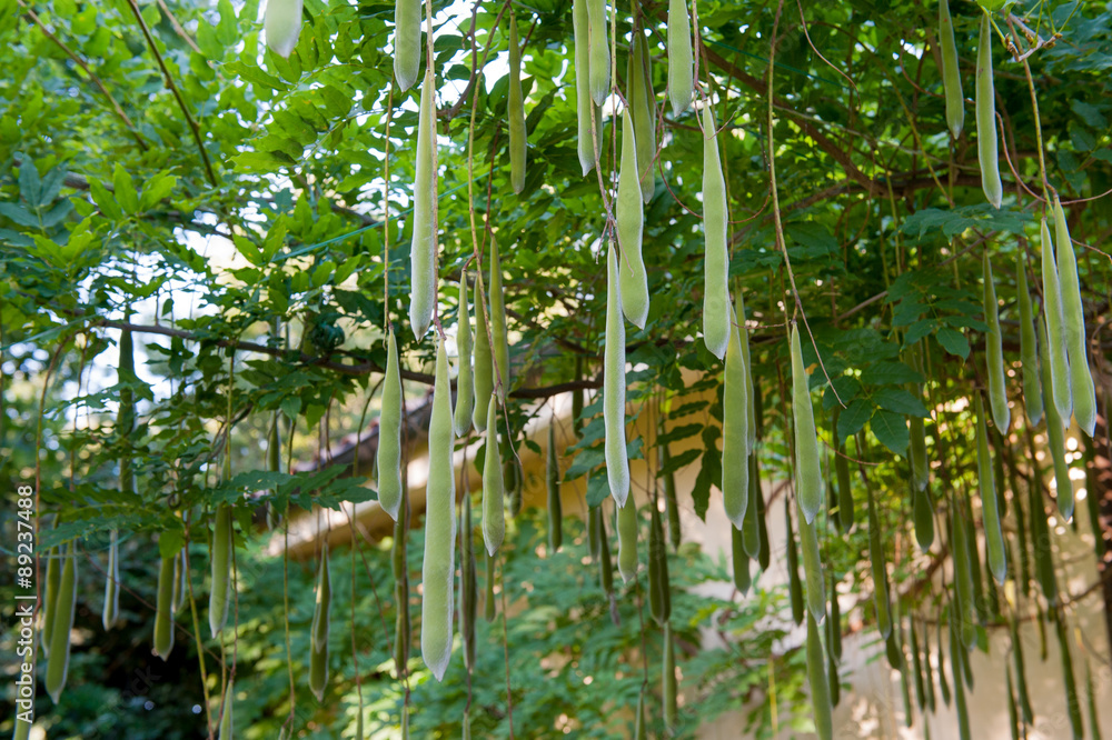 Obraz premium Multitude of wisteria pods in green garden