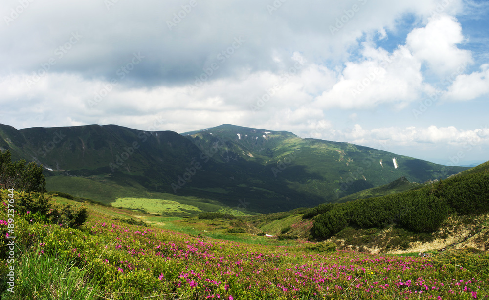 Fototapeta premium Magic pink rhododendron flowers in the mountains.
