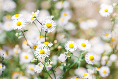 The flowers of camomile