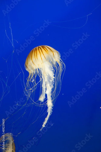 Photography Jellyfish with blue background