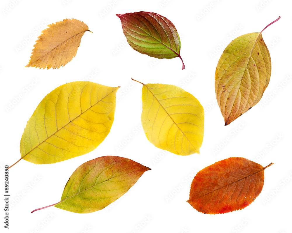 Autumn maple leaves Autumn maple leaves
