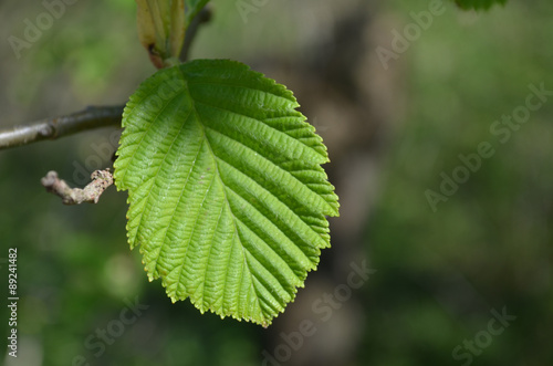 Leaf of hazel tree in early spring