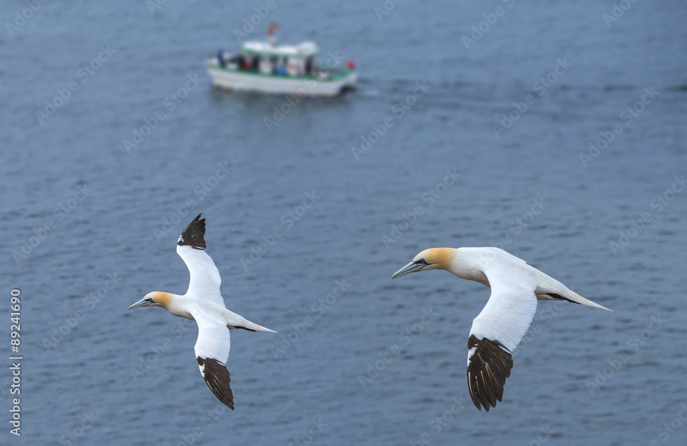 Northern gannet (Morus bassanus), Helgoland island ,Germany Northern gannet (Morus bassanus), Helgoland island ,Germany