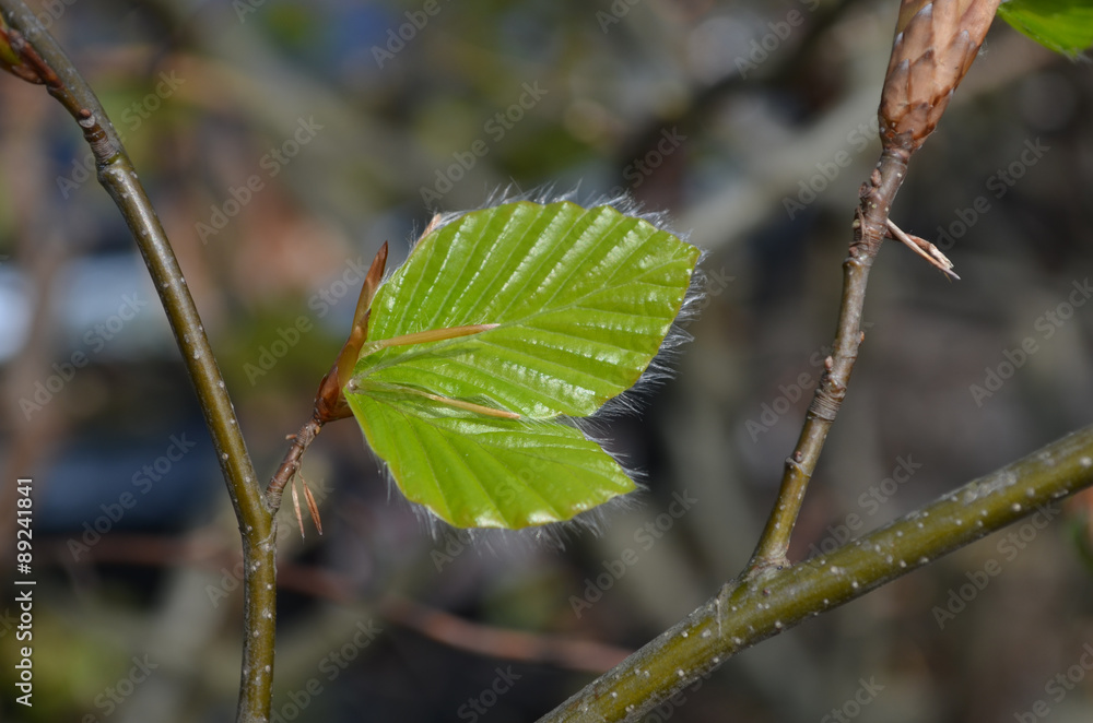 Fototapeta premium Young furry leaves of beech tree on a twig in spring