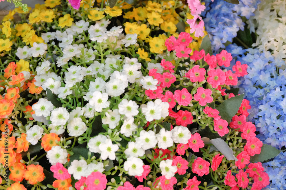 Obraz premium rose paper backgrounds