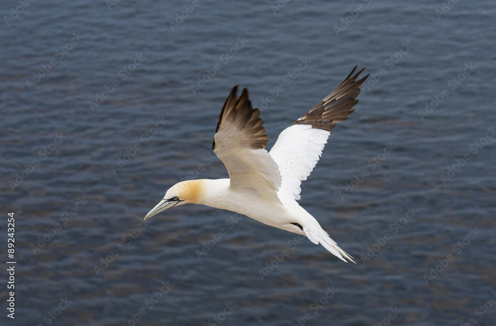 Northern gannet (Morus bassanus), Helgoland island ,Germany Northern gannet (Morus bassanus), Helgoland island ,Germany