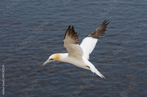 Northern gannet (Morus bassanus), Helgoland island ,Germany